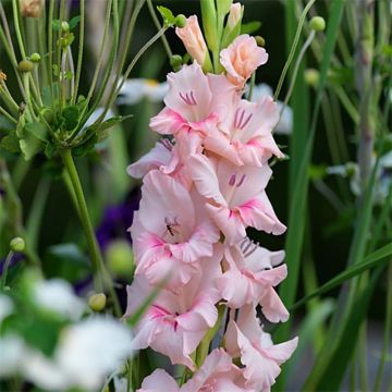 Gladiolus Adrenaline - Sword Lily