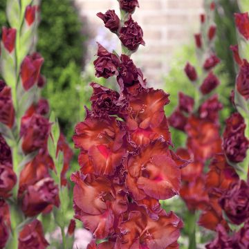 Gladiolus grandiflorus Bimbo - Sword Lily