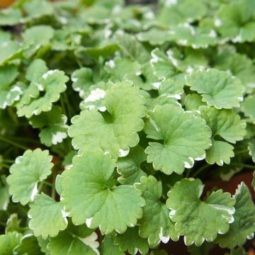 Glechoma hederacea Variegata - Variegated Ground Ivy