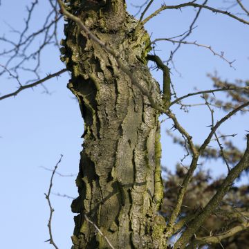 Gleditsia x texana  - Texas Honey Locust