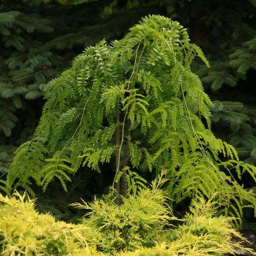 Gleditsia triacanthos var. inermis Emerald Cascade - Thornless Honeylocust