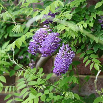 Wisteria frutescens Longwood Purple