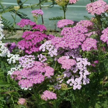 Achillea millefolium Cerise Queen seeds