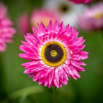 Acroclinium roseum Pierrot Red seeds - Everlasting