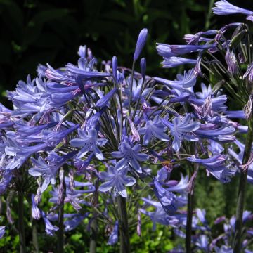 Agapanthus Blue Umbrella seeds - African lily