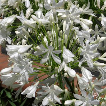 Agapanthus umbellatus White Umbrella seeds - African lily