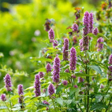 Agastache Arcado Pink Seeds