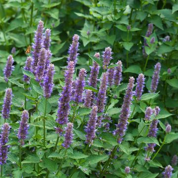 Graines d'Agastache foeniculum - Agastache fenouil