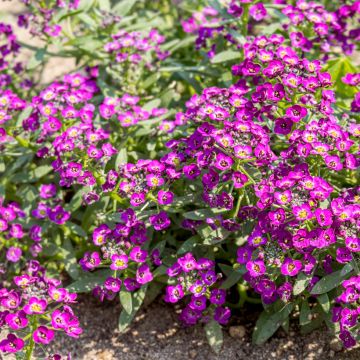 Sweet Alyssum Oriental Nights