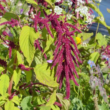 Amaranthus caudatus Red Cascade Seeds - Love-Lies-Bleeding