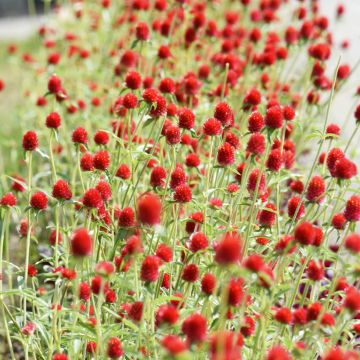 Gomphrena haageana Strawberry Fields Seeds - Globe Amaranth