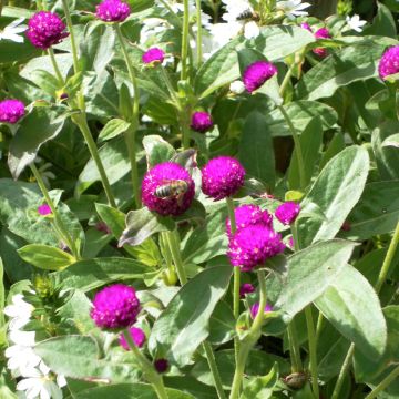 Gomphrena globosa Purple seeds - Globe Amaranth