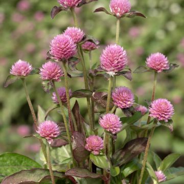 Gomphrena globosa Salmon Pastel seeds - Globe Amaranth