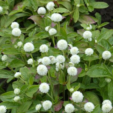 Gomphrena globosa White seeds - Globe Amaranth