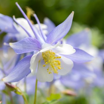 Graines d'Aquilegia caerulea - Ancolie bleue à fleurs précoces