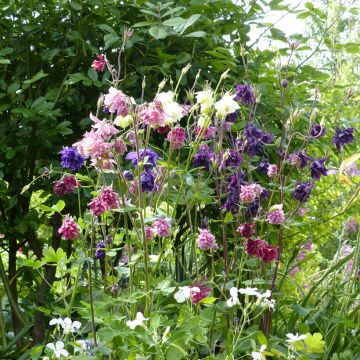 Ancolies à fleurs doubles Granny’s Bonnets - Aquilegia vulgaris Plena