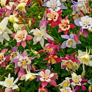 Aquilegia McKana Giants Mix Seeds - Columbine