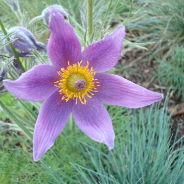 Pasque Flower seeds - Pulsatilla vulgaris