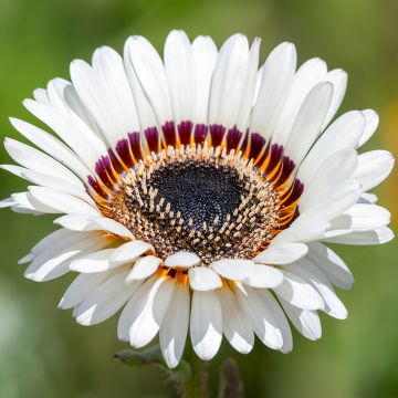 Arctotis Black and White Seeds - African Daisy