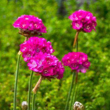 Armeria maritima Splendens - Gazon d'Espagne Rose Olympe