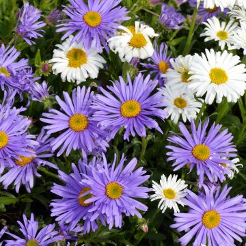 Aster des Alpes - Aster alpinus