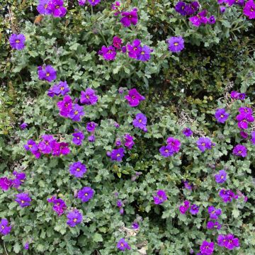 Aubrieta Purple Cascade F1 Hybrid 