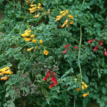 Eccremocarpus scaber Anglia Hybrids Mixed Seeds