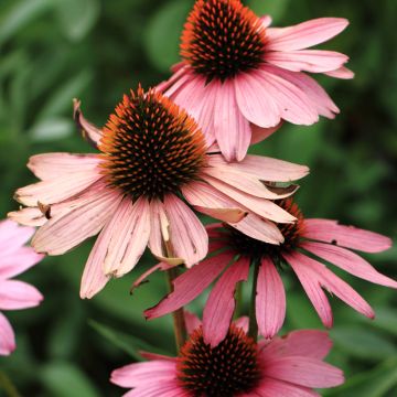 Echinacea purpurea Magnus Seeds - Purple Coneflower