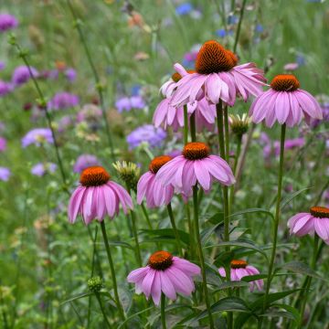 Echinacea purpurea Seeds - Purple Coneflower