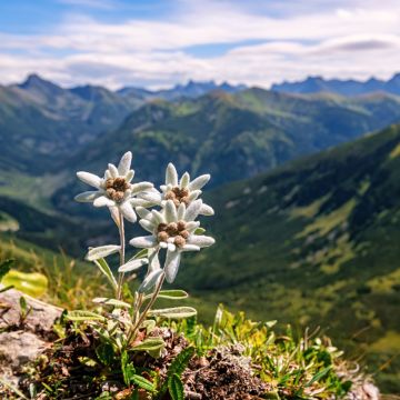 Edelweiss - Etoile des neiges