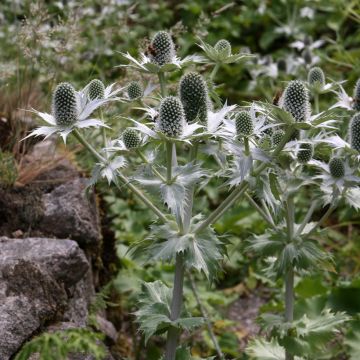 Eryngium giganteum 'Miss Willmott's Ghost' 