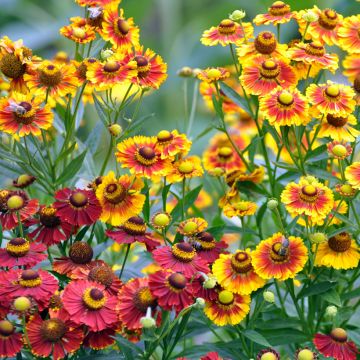 Helenium autumnale Red & Gold Hybrids seeds - Common sneezeweed