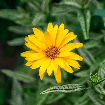 Heliopsis helianthoides Scabra Sunburst - False Sunflower