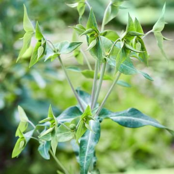Euphorbia lathyris - seeds