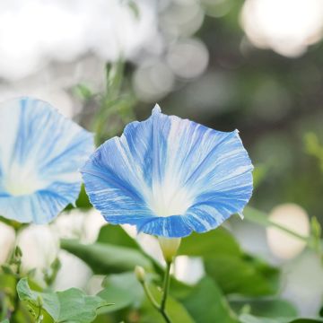 Ipomoea tricolor - Morning Glory Flying Saucers Seeds