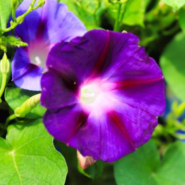 Ipomée Grandpa Ott - Ipomoea purpurea