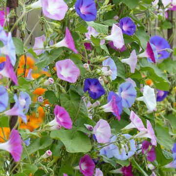 Ipomoea purpurea - Morning Glory Lazy Luxe Seeds