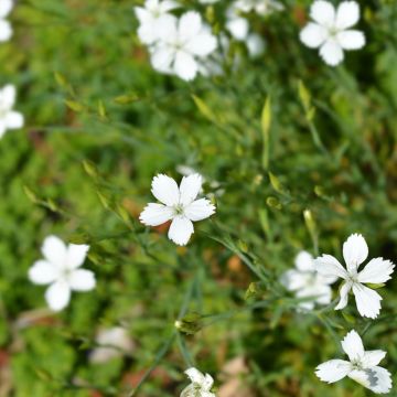 Maiden Pink Albus seeds - Dianthus deltoides