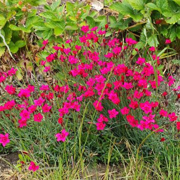 Maiden Pink Brilliant seeds - Dianthus deltoides