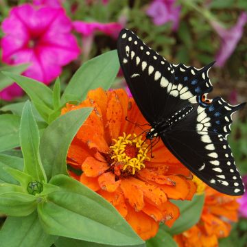 French Marigold Durango Tangerine Seeds - Tagetes patula