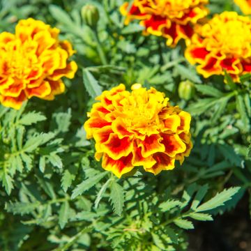 Graines d'Œillet d'Inde, Tagète Honeycomb - Tagetes patula