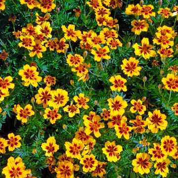 French Marigold Marietta Seeds - Tagetes patula