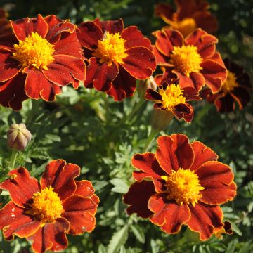 French Marigold Red Favourite Seeds - Tagetes patula