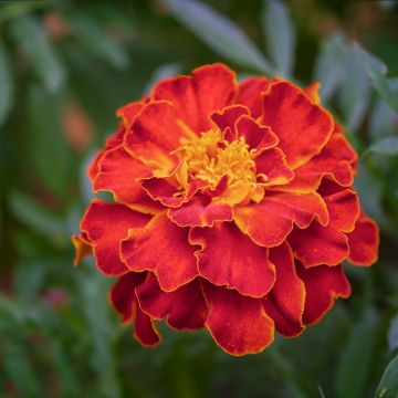 French Marigold Scarlet Sophie Seeds - Tagetes patula