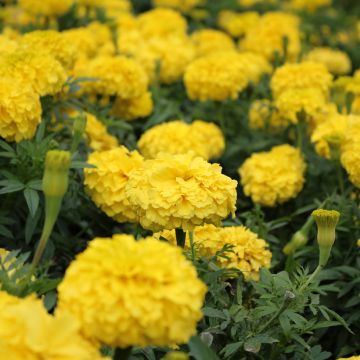 French Marigold Boy OBoy Yellow Seeds - Tagetes patula