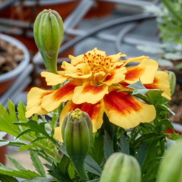 Durango Bee Marigold Seeds - Tagetes patula