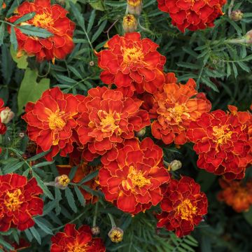 French Marigold Durango Red Seeds - Tagetes patula