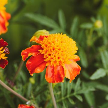 French Marigold Orange Flame Seeds - Tagetes patula