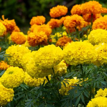 French Marigold Petite Citroengeel Seeds - Tagetes patula