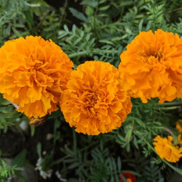 Tagetes patula nana Tangerine